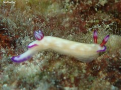 Hypselodoris violabranchia