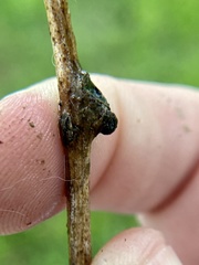 Zapatella quercusmedullae