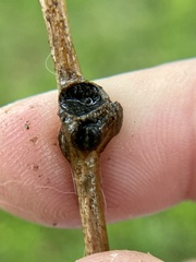 Zapatella quercusmedullae