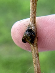 Zapatella quercusmedullae