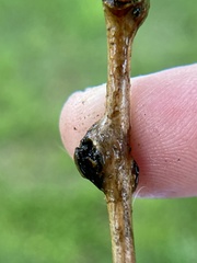 Zapatella quercusmedullae