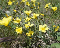 Linum pallasianum