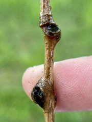 Zapatella quercusmedullae