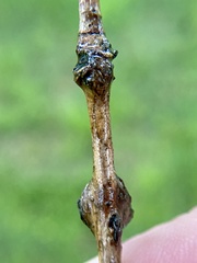 Zapatella quercusmedullae