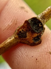 Zapatella quercusmedullae
