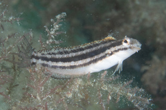 Petroscirtes breviceps