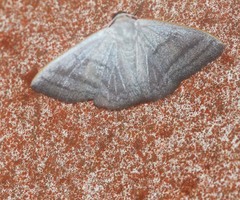 Lomographa aluta