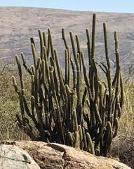 Cleistocactus parviflorus