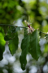 Capparis micracantha