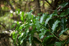 Capparis micracantha