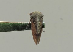 Centrotus