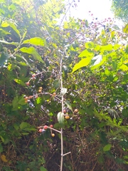 Sageretia elegans