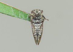 Centrotus