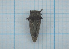 Centrotus
