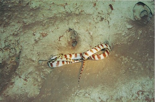 Brown Tree Snake sighting