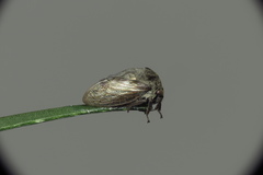 Centrotus