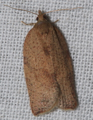 Meritastis laganodes