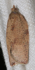Meritastis laganodes