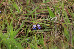 Collinsia grandiflora