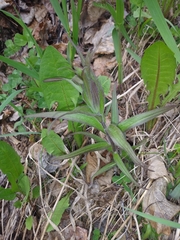 Castilleja unalaschcensis