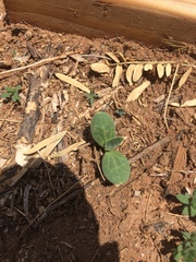 Cucurbita foetidissima