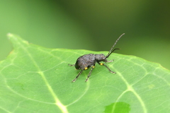 Pseudadimonia variolosa