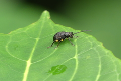 Pseudadimonia variolosa