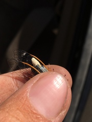 Massospora platypediae