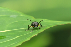 Pseudadimonia variolosa