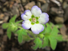 Nemophila kirtleyi