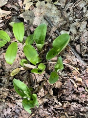 Galearis spectabilis