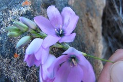 Ixia polystachya polystachya