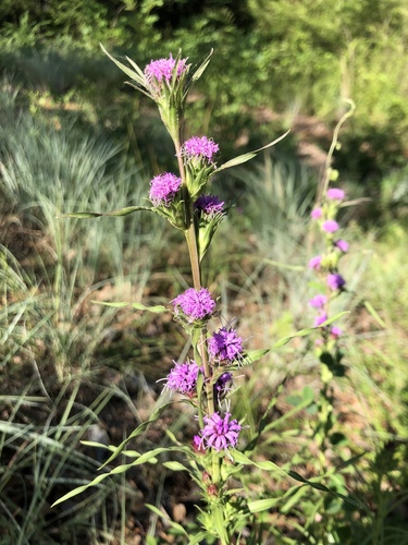 Liatris squarrosa var. glabrata