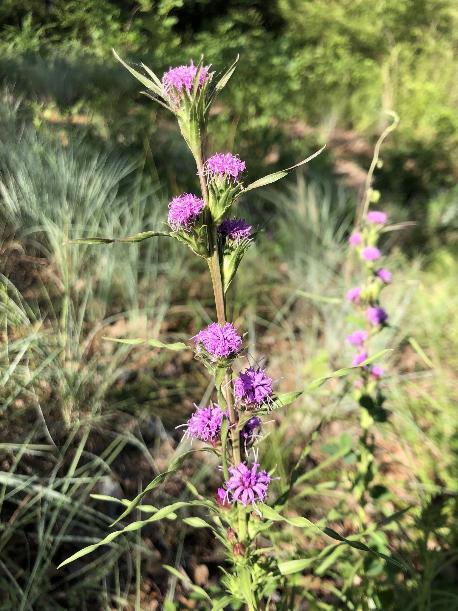 Liatris squarrosa var. glabrata