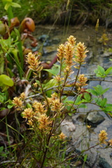 Castilleja elata