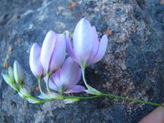 Ixia polystachya polystachya