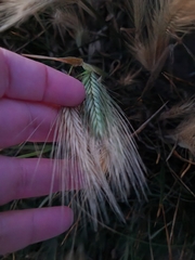 Hordeum marinum