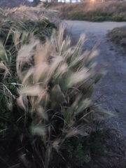 Hordeum marinum
