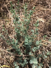 Dalea pogonathera