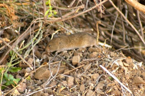 iNaturalist observation photo of Meadow Voles