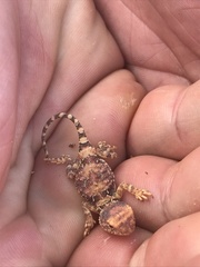 Tympanocryptis intima