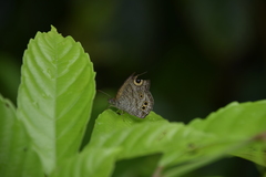 Ypthima baldus newboldi