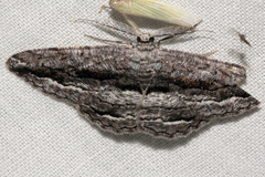 Scioglyptis chionomera