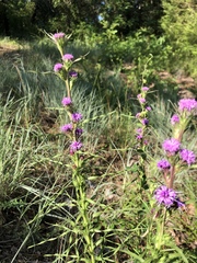 Liatris squarrosa glabrata