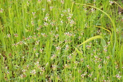 Trifolium variegatum