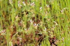 Trifolium variegatum