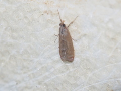Syntonarcha iriastis