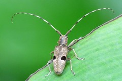 Monochamus bimaculatus
