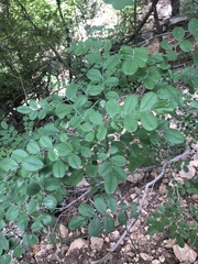 Styphnolobium