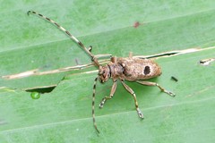 Monochamus bimaculatus